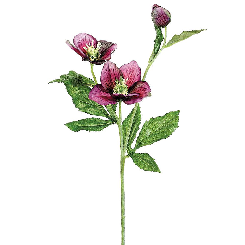 22" HELLEBORUS SPRAY VI FSH321-VI